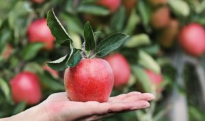 Read more about the article Wie gesund sind Äpfel wirklich ?