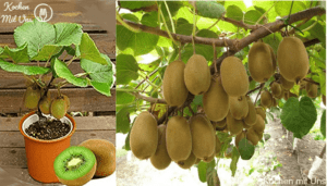 Read more about the article Kiwi: wie man den Kiwibaum pflanzt, züchtet und erntet