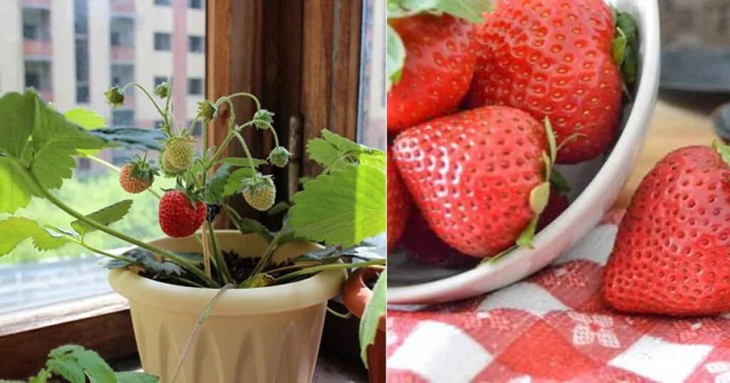 Erdbeeren pflanzen, so kannst du Erdbeeren einfach anbauen!
