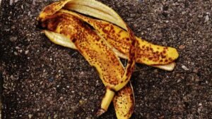 Read more about the article Werfen Sie die Bananenschale nicht weg: Hier sind Paar clevere Anwendungen im Garten