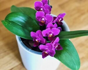 Read more about the article Wie man Orchideen aus Blumenzweigen vermehrt: Sie vermehrt sich unendlich