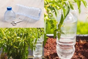 Read more about the article Wie man Tomaten in Plastikflaschen mit dem Kopf nach unten anbaut!